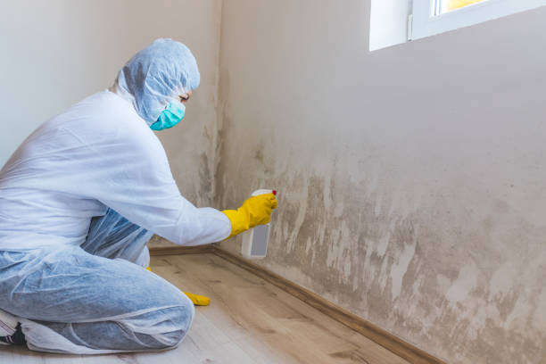 Licensed Mold Inspection service in New Hyde Park, NY - WQB Mold Removal